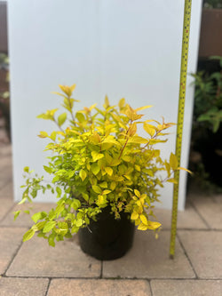 Spiraea Goldmound shrub with golden-yellow leaves, pink summer flowers, hardy, 60-75cm, ideal for sun or partial shade –