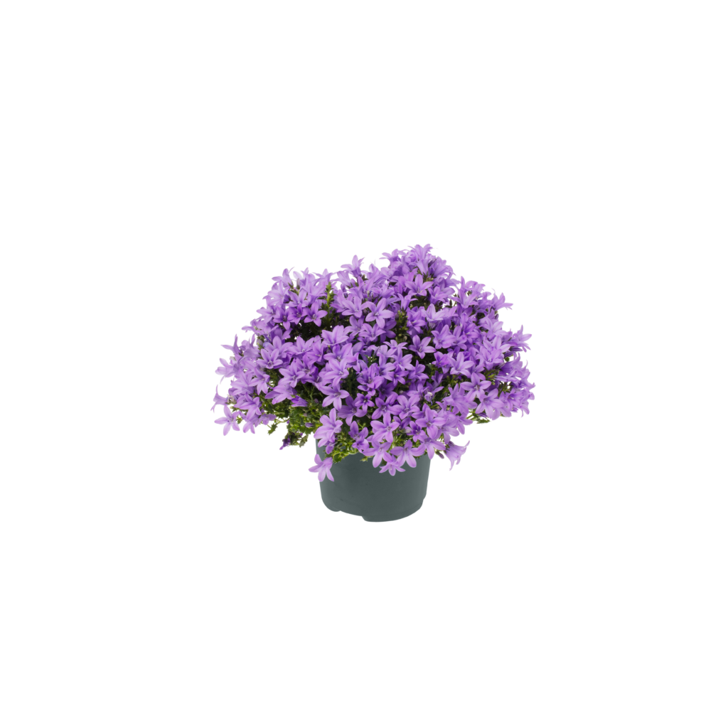 Campanula 'Ambella® Lavender'² / P12 - Image 1