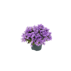 Campanula 'Ambella® Lavender'² / P12