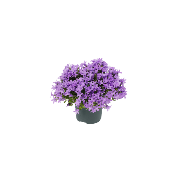 Campanula 'Ambella® Lavender'² / P12