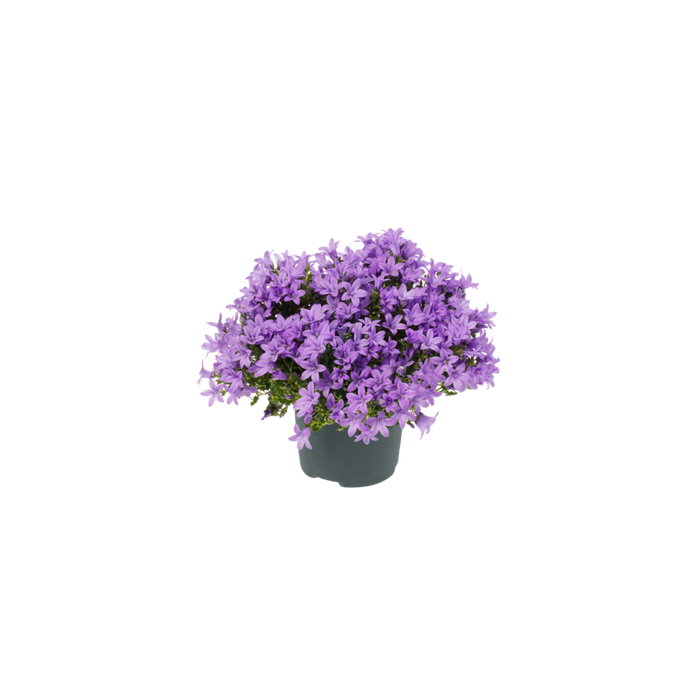 Campanula 'Ambella® Lavender'² / P12 - Image 1