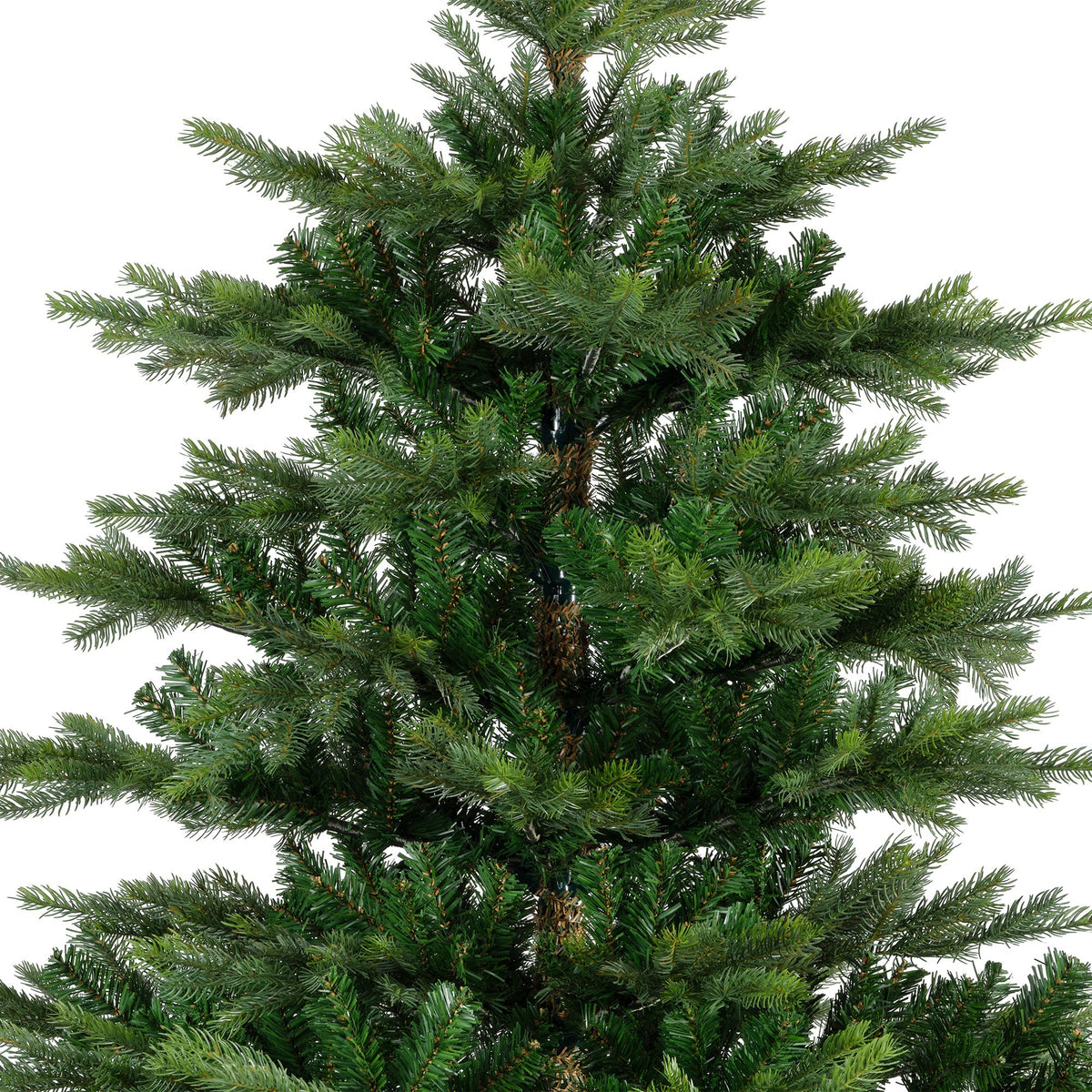 Grandis Fir, Green Christmas Tree - Image 2