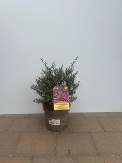 Leptospermum scoparium 'Martinii'