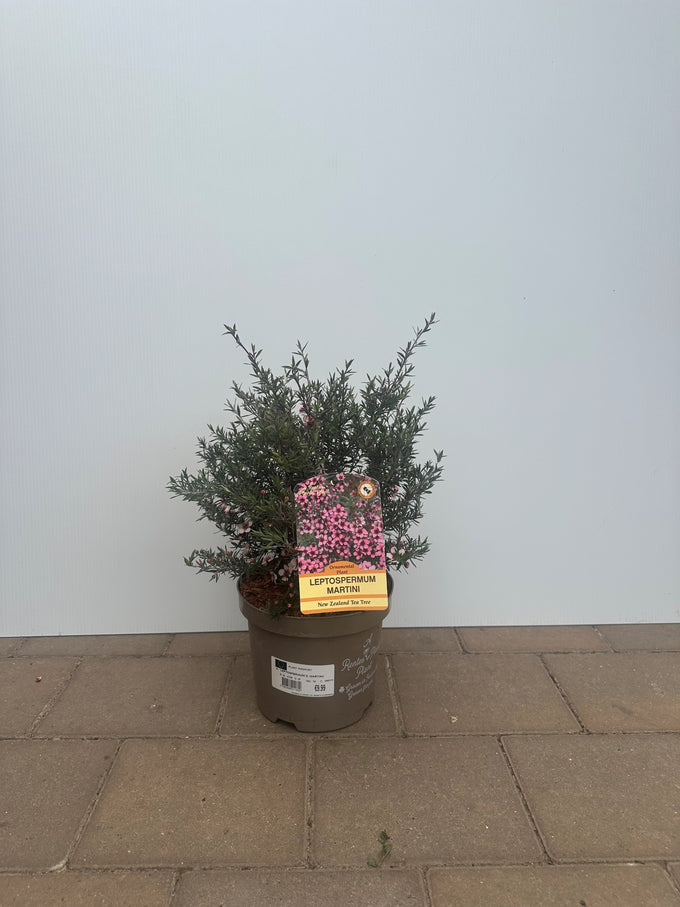 Leptospermum scoparium 'Martinii' - Image 2