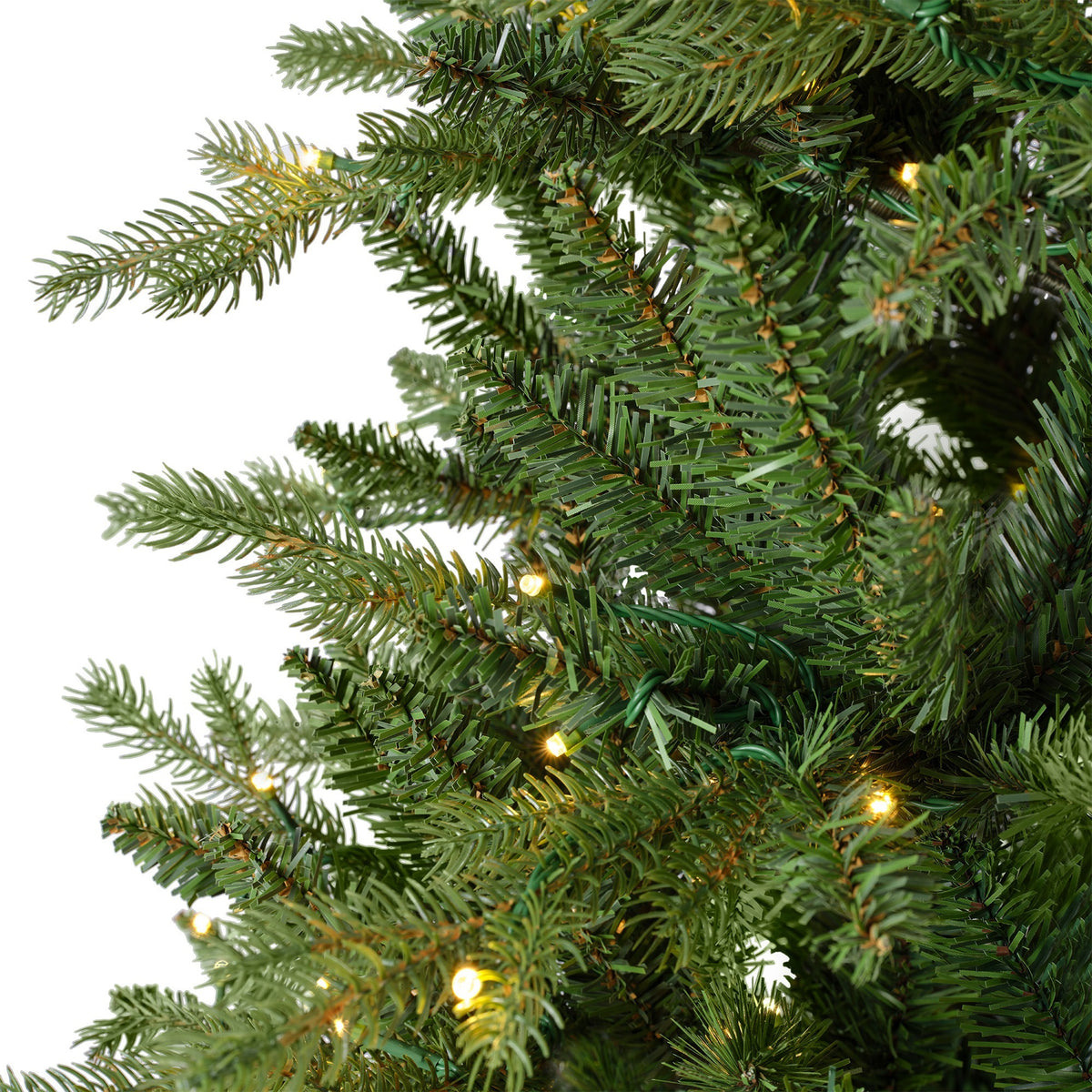 Grandis Fir, Green Christmas Tree - Image 3