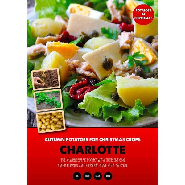 Seed Potato Charlotte 1 Kg