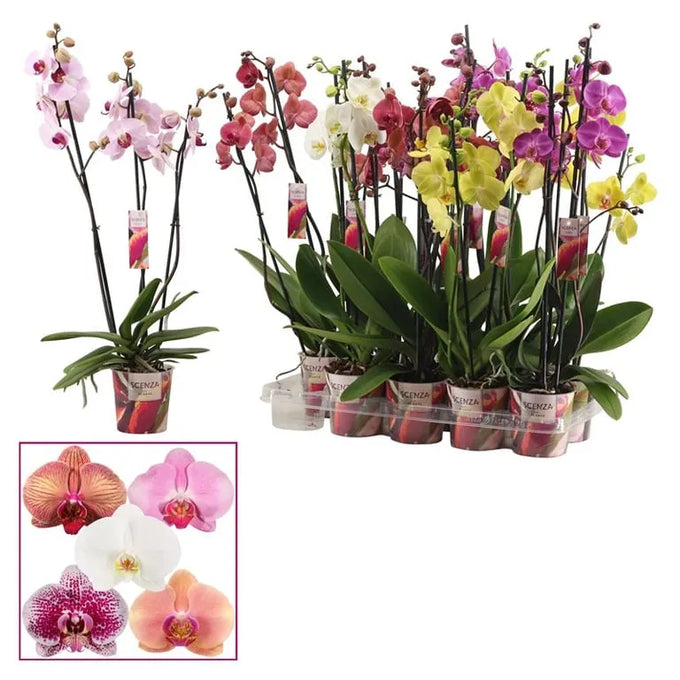 Phalaenopsis mix P12 - 3 stem - Image 1