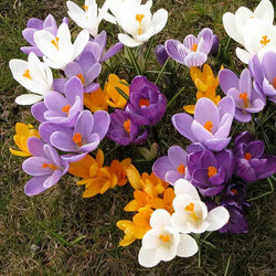 Crocus Mixed Bulbs