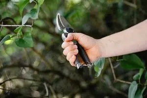 Hand holding Kent & Stowe Traditional Secateurs with black handles, pruning a green leafy branch outdoors.