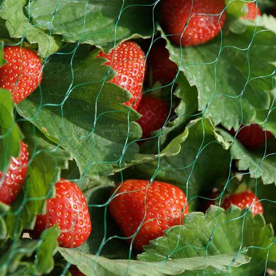 Green 15mm garden netting 2x5m protects soft fruits from birds and pests – Keans Claremorris
