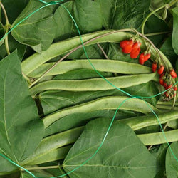 Green Pea & Bean Netting 150mm mesh, 2x10m, easy to cut, ideal for growing peas and beans - Keans Claremorris
