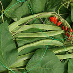 Load image into Gallery viewer, Pea &amp; Bean Netting 150Mm 2X10M Green
