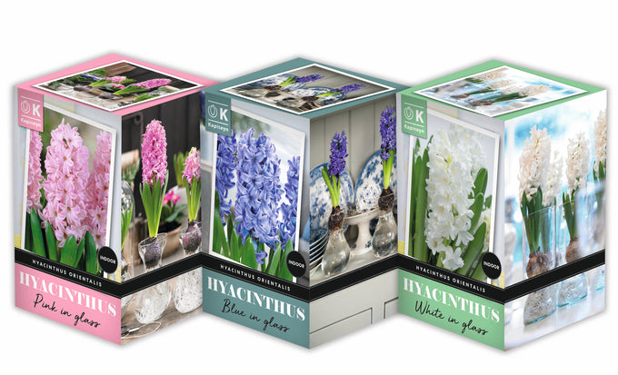 Three decorative glass hyacinth vases in retail packaging, shown side by side in pink, blue, and white varieties. The boxes feature floral photography and branding for 'Kirkland Signature' and 'Hyacinth in Glass'.