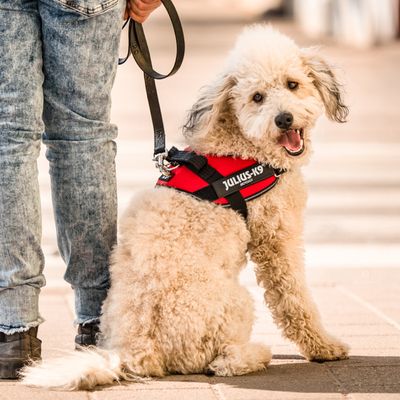 Julius-K9 Powerharness Red Size 0 dog harness, durable and adjustable, available at Keans Claremorris.