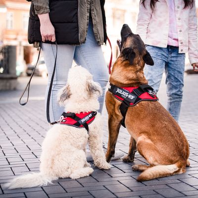 Julius-K9 Powerharness Red Size 0 dog harness, durable and adjustable, available at Keans Claremorris.