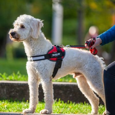 Julius-K9 Powerharness Size 0 in Red, durable dog harness available at Keans Claremorris