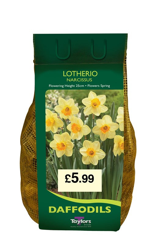 1.5Kg Narcissus Lotherio 12-14cm