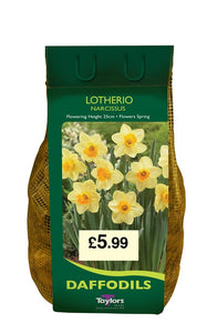 1.5Kg Narcissus Lotherio 12-14cm
