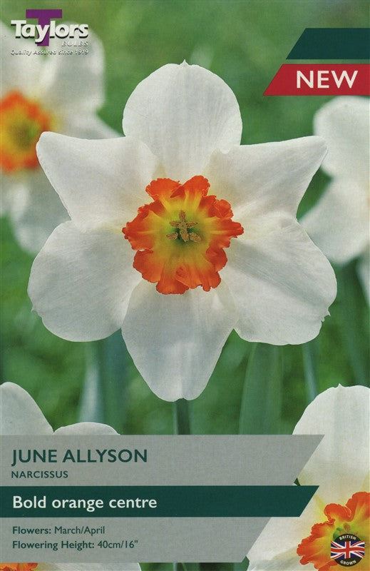 Narcissus June Allyson 12-14 Pack of 8