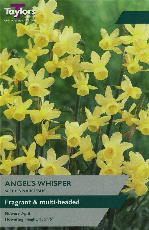 Narcissus Angels Whisper 8-9 Pack of 7