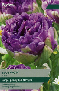 Tulip Blue Wow 11-12  Pack of 6