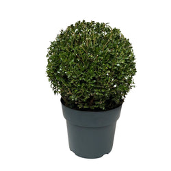 Ilex crenata 'Luxus®' Ball or Pyramid*L D7.5