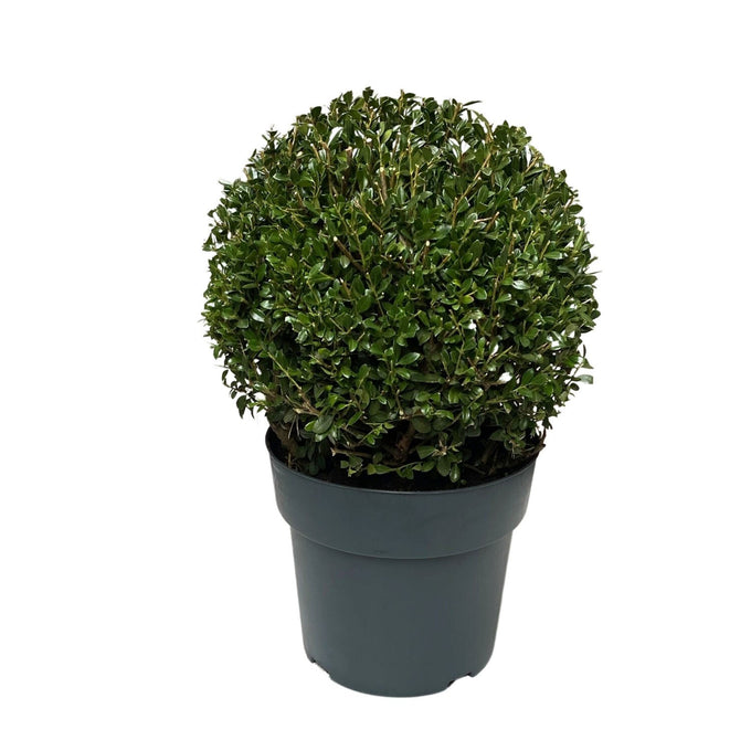 Ilex crenata 'Luxus®' Ball or Pyramid*L D7.5 - Image 2