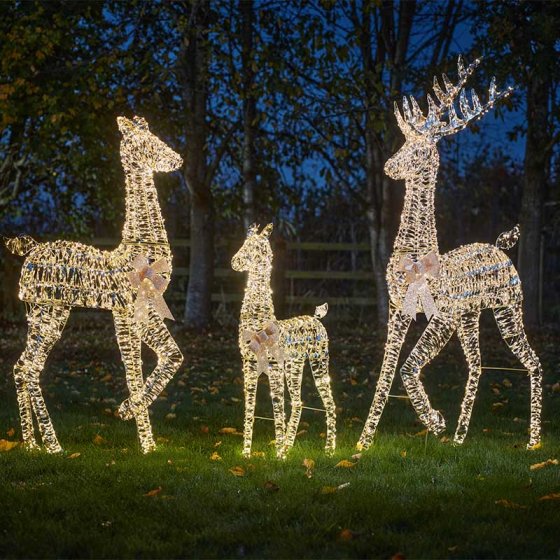 GoldTwist Stag – 152cm, LV