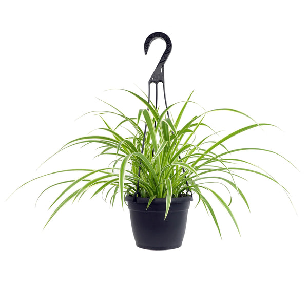 Chlorophytum com. 'Vittatum' / P19, hanging pot