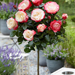 Rosa 'Nostalgie' 12L Standard