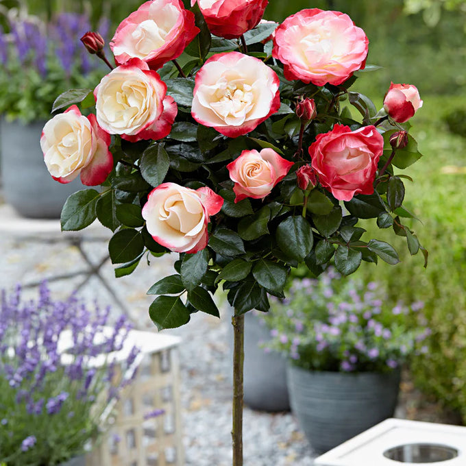 Rosa 'Nostalgie' 12L Standard - Image 2