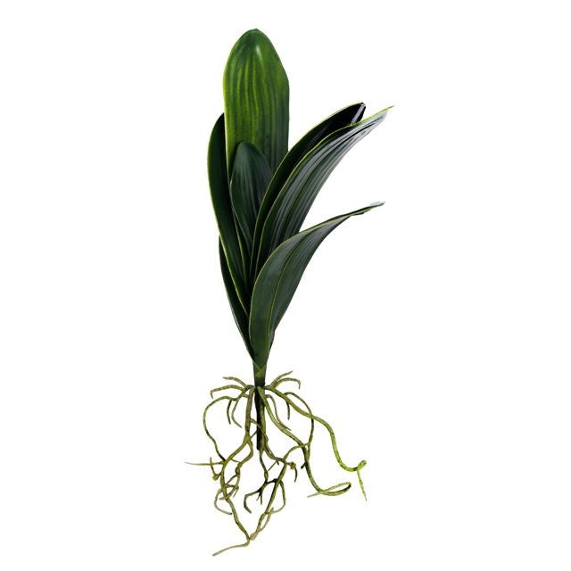 Orchid leaves with visible roots, dark green foliage on a 48cm stem against white background