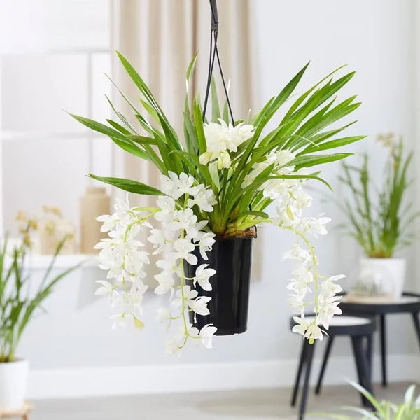 Cymbidium Ice Cascade Hanging Pot 14cm - Image 1