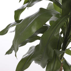 Dracaena green plant in plastic pot, 100cm tall x 70cm wide, perfect indoor decor – Keans Claremorris