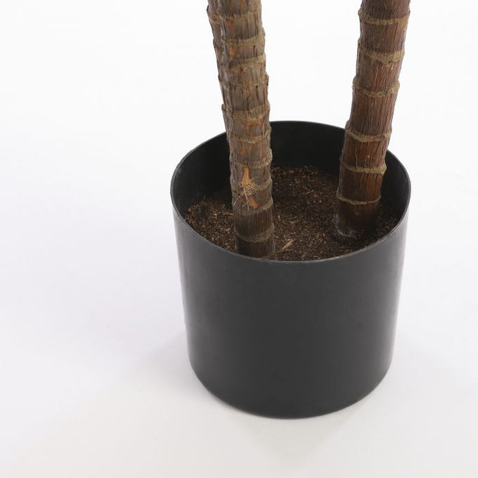 Dracaena green plant in plastic pot, 100cm tall x 70cm wide, perfect indoor decor – Keans Claremorris