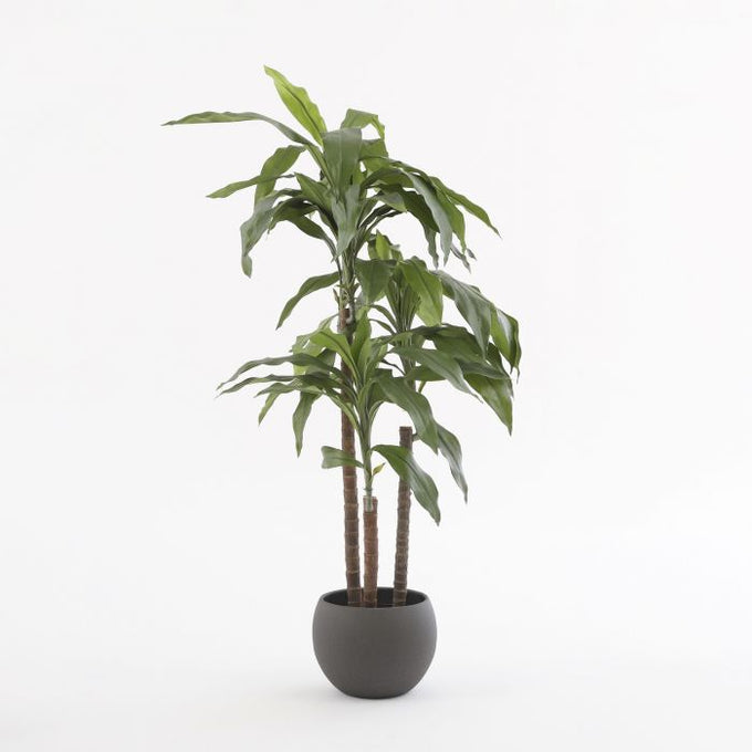 Dracaena green plant in plastic pot, 100cm tall x 70cm wide, perfect indoor decor – Keans Claremorris