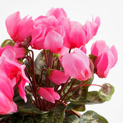 Cyclamen pink plant in slate terra balcony tray, 29x13x33cm, decorative planter – Keans Claremorris