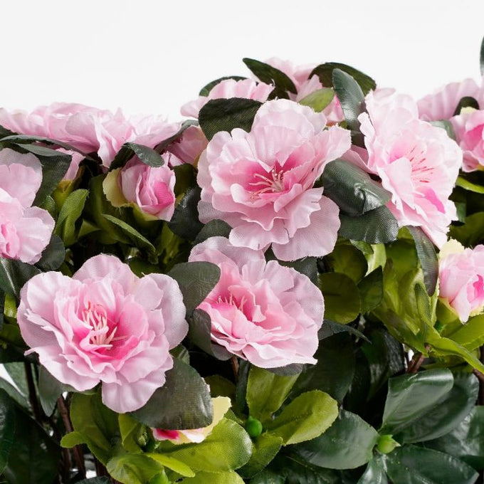 Azalea pink plant in slate terra balcony tray, 29x13x27cm, decorative planter by Keans Claremorris