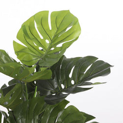 Monstera plant in green pot, 100cm tall x 75cm wide, decorative indoor greenery – Keans Claremorris