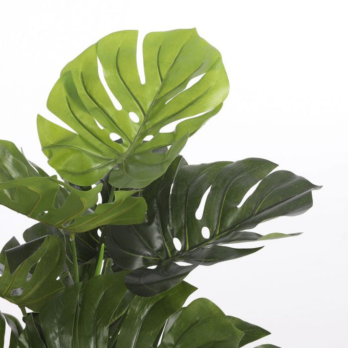 Monstera plant in green pot, 100cm tall x 75cm wide, decorative indoor greenery – Keans Claremorris