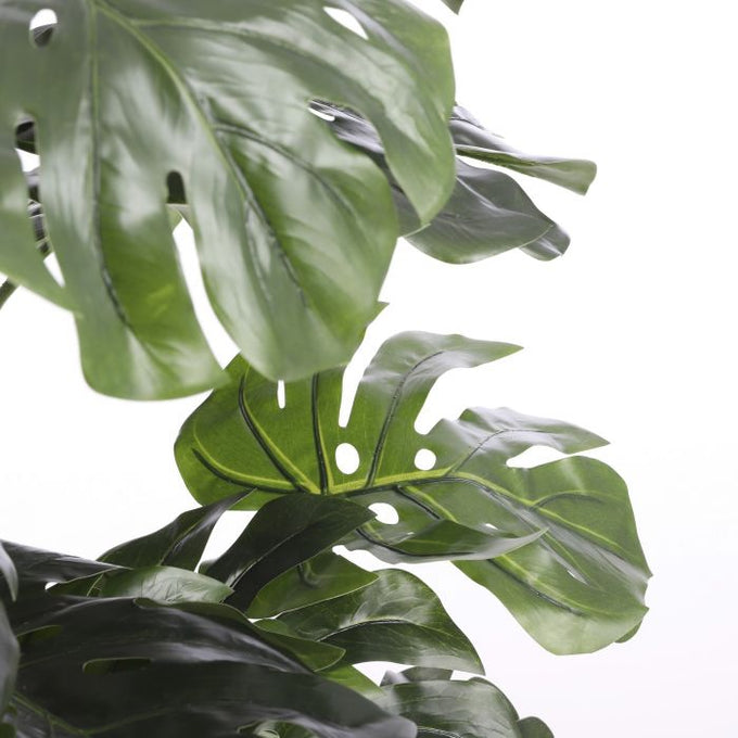 Monstera plant in green plastic pot, 140cm tall x 80cm wide – Keans Claremorris