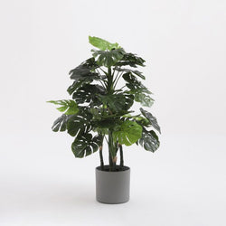 Monstera plant in green plastic pot, 140cm tall x 80cm wide – Keans Claremorris