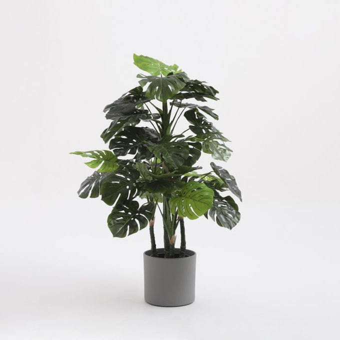 Monstera plant in green plastic pot, 140cm tall x 80cm wide – Keans Claremorris