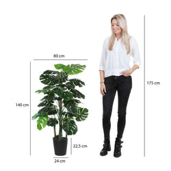 Monstera plant in green plastic pot, 140cm tall x 80cm wide, perfect indoor decor - Keans Claremorris
