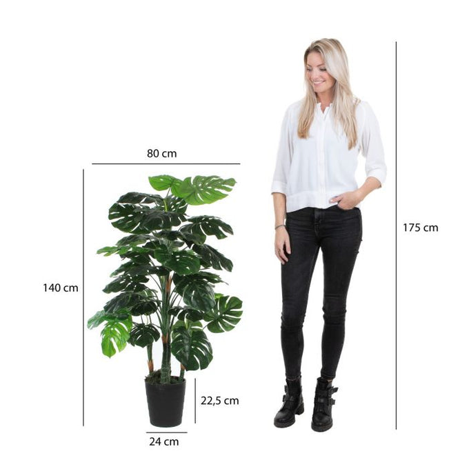 Monstera plant in green plastic pot, 140cm tall x 80cm wide, perfect indoor decor - Keans Claremorris