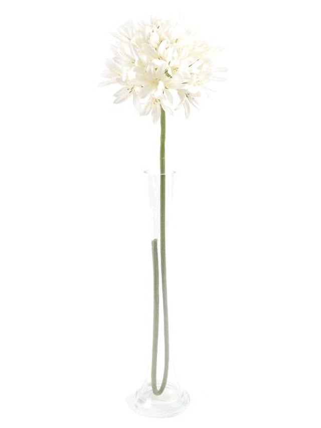 Artificial cream Agapanthus flower with long green stem in a clear tall glass vase on white background.