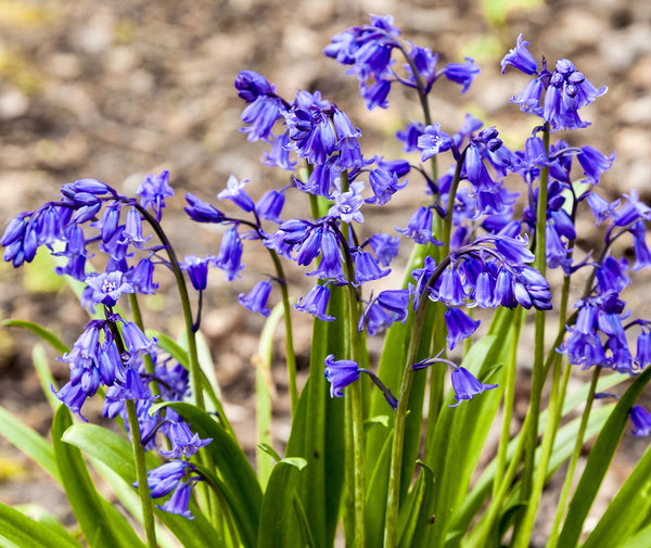 Bluebells English Grown Pack of 10