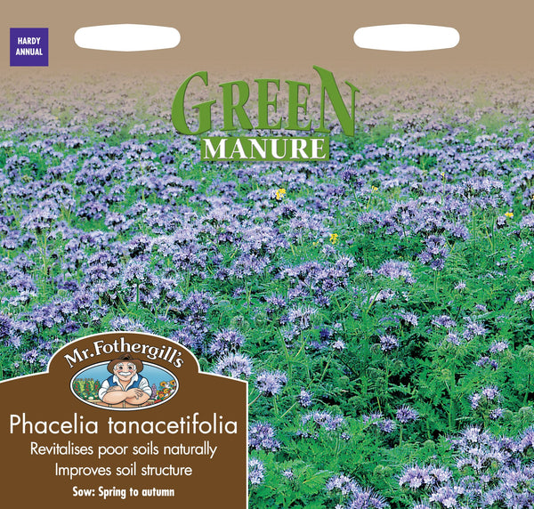Green Manure Phacelia Tanacetifolia