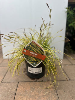 Carex Evergold antibacterial hand wash bottle – gentle, effective cleansing | Available at Keans Claremorris