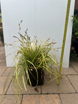 Carex Evergold evergreen sedge with golden leaves and green margins, ideal for shaded borders and containers – Keans